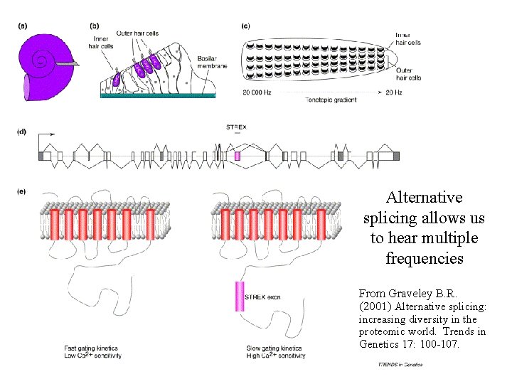 Alternative splicing allows us to hear multiple frequencies From Graveley B. R. (2001) Alternative