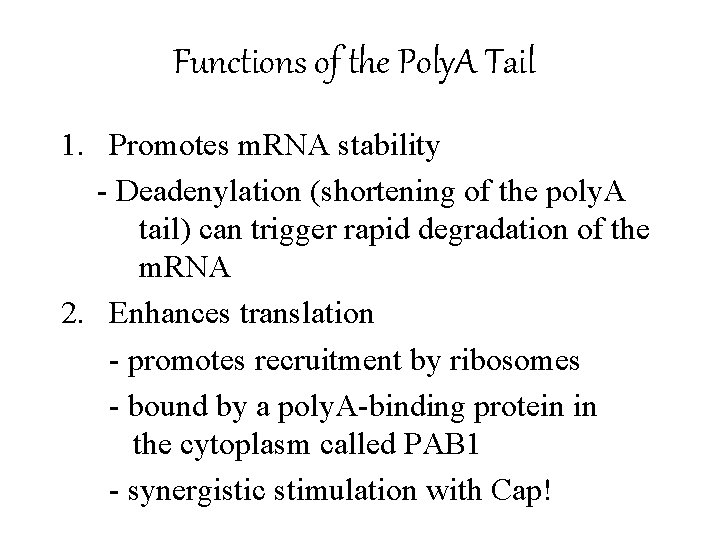 Functions of the Poly. A Tail 1. Promotes m. RNA stability - Deadenylation (shortening