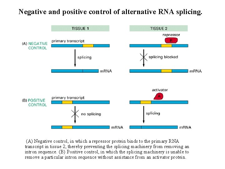 Negative and positive control of alternative RNA splicing. (A) Negative control, in which a