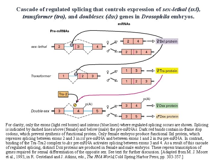 Cascade of regulated splicing that controls expression of sex-lethal (sxl), transformer (tra), and doublesex