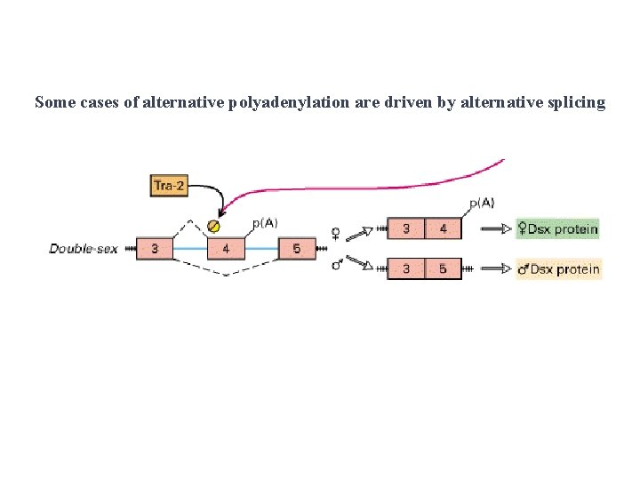 Some cases of alternative polyadenylation are driven by alternative splicing 