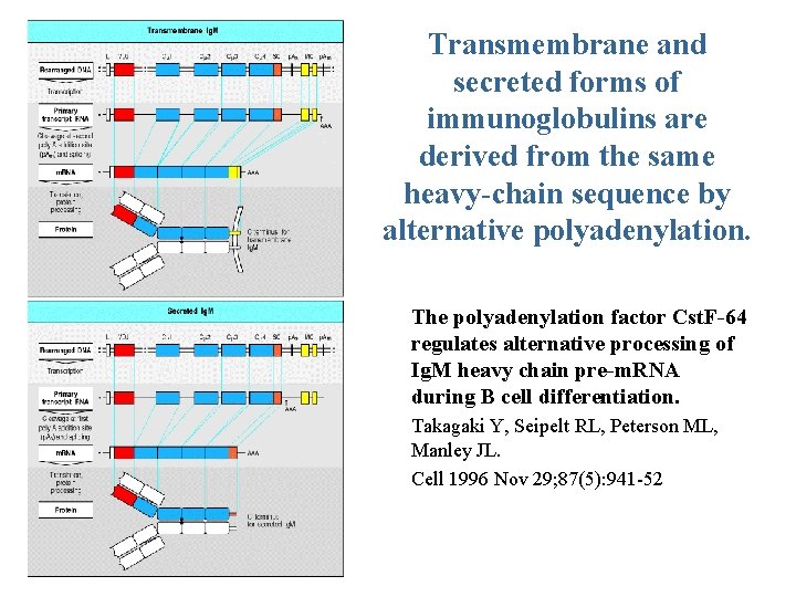 Transmembrane and secreted forms of immunoglobulins are derived from the same heavy-chain sequence by