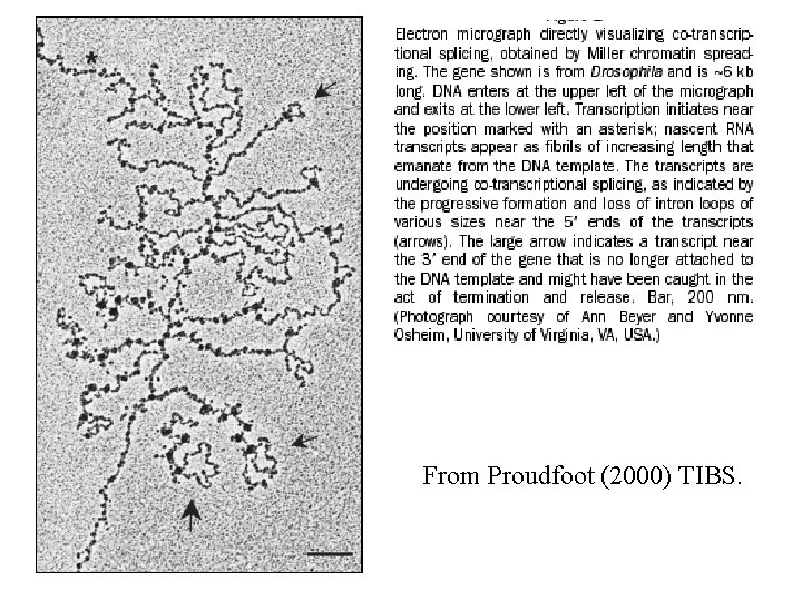 From Proudfoot (2000) TIBS. 