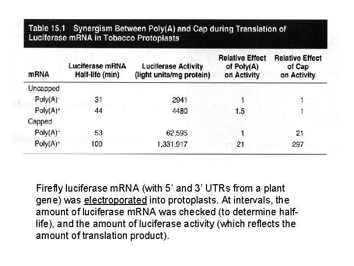 Firefly luciferase m. RNA (with 5’ and 3’ UTRs from a plant gene) was