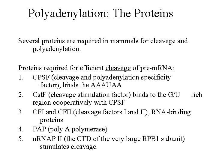 Polyadenylation: The Proteins Several proteins are required in mammals for cleavage and polyadenylation. Proteins