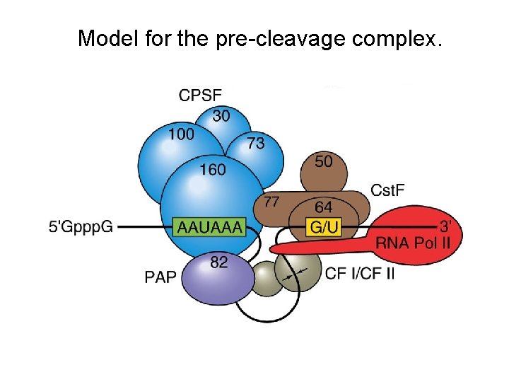 Model for the pre-cleavage complex. 