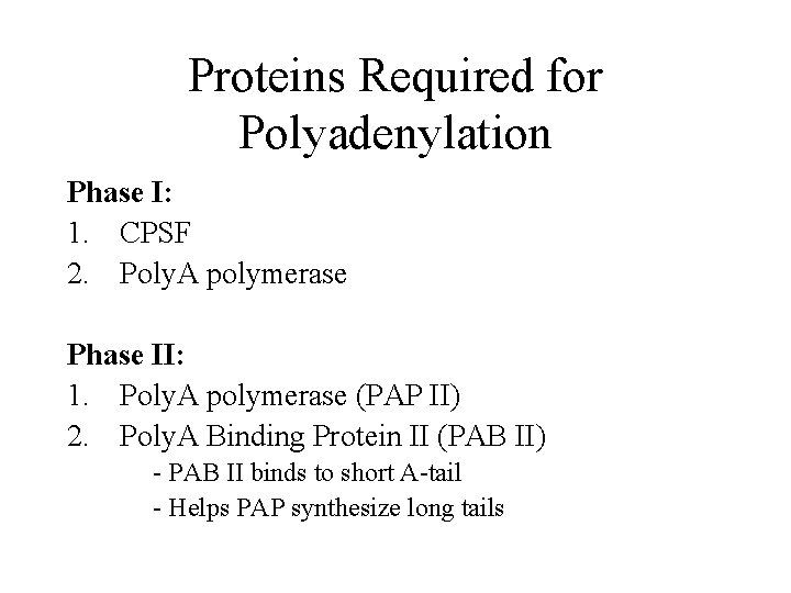 Proteins Required for Polyadenylation Phase I: 1. CPSF 2. Poly. A polymerase Phase II: