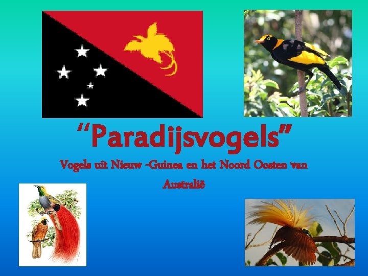 “Paradijsvogels” Vogels uit Nieuw -Guinea en het Noord Oosten van Australië “Paradijsvogels” Vogels uit Nieuw -Guinea en het Noord Oosten van Australië