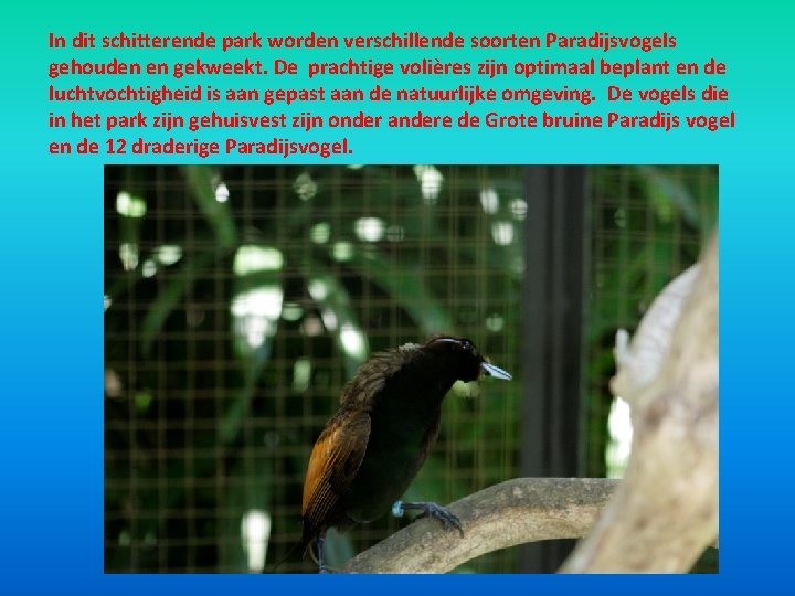 In dit schitterende park worden verschillende soorten Paradijsvogels gehouden en gekweekt. De prachtige volières In dit schitterende park worden verschillende soorten Paradijsvogels gehouden en gekweekt. De prachtige volières