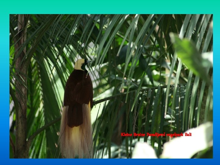 Kleine Bruine Paradijsvol vogelpark Bali Kleine Bruine Paradijsvol vogelpark Bali