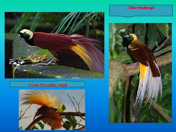 Kleine Paradijsvogel Grote Paradijs vogel Kleine Paradijsvogel Grote Paradijs vogel