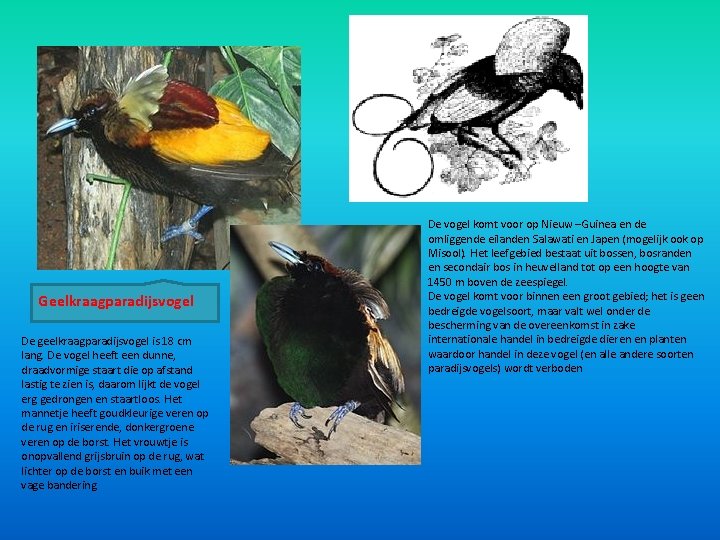 Geelkraagparadijsvogel De geelkraagparadijsvogel is 18 cm lang. De vogel heeft een dunne, draadvormige staart Geelkraagparadijsvogel De geelkraagparadijsvogel is 18 cm lang. De vogel heeft een dunne, draadvormige staart