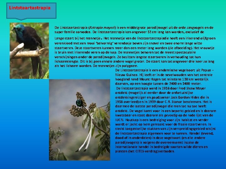 Lintstaartastrapia De Lintstaartastrapia (Astrapia mayeri) is een middelgrote paradijsvogel uit de orde zangvogels en Lintstaartastrapia De Lintstaartastrapia (Astrapia mayeri) is een middelgrote paradijsvogel uit de orde zangvogels en