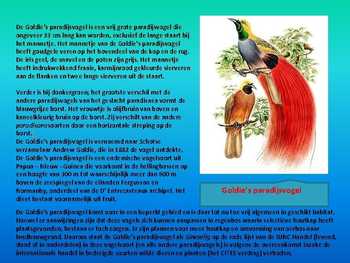 De Goldie's paradijsvogel is een vrij grote paradijsvogel die ongeveer 33 cm lang kan De Goldie's paradijsvogel is een vrij grote paradijsvogel die ongeveer 33 cm lang kan