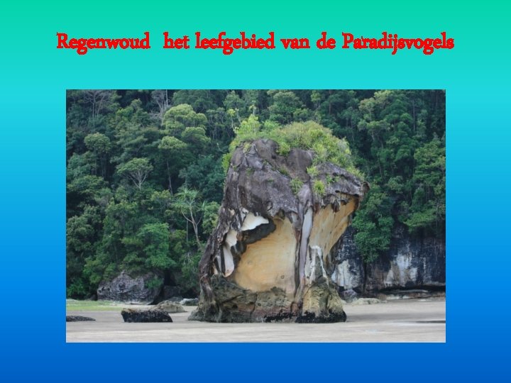 Regenwoud het leefgebied van de Paradijsvogels Regenwoud het leefgebied van de Paradijsvogels