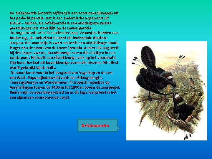 De Arfakparotia (Parotia sefilata) is een soort paradijsvogels uit het geslacht parotia. Het is De Arfakparotia (Parotia sefilata) is een soort paradijsvogels uit het geslacht parotia. Het is
