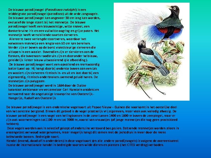 De blauwe paradijsvogel (Paradisaea rudolphi) is een middelgrote paradijsvogel (paradisea) uit de orde zangvogels. De blauwe paradijsvogel (Paradisaea rudolphi) is een middelgrote paradijsvogel (paradisea) uit de orde zangvogels.