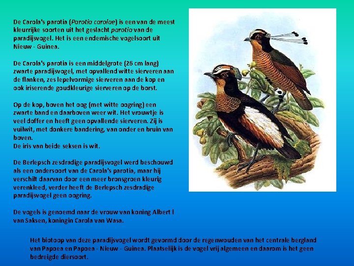 De Carola's parotia (Parotia carolae) is een van de meest kleurrijke soorten uit het De Carola's parotia (Parotia carolae) is een van de meest kleurrijke soorten uit het