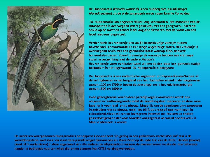 De Huonparotia (Parotia wahnesi) is een middelgrote paradijsvogel (Paradisaeidae) uit de orde zangvogels en De Huonparotia (Parotia wahnesi) is een middelgrote paradijsvogel (Paradisaeidae) uit de orde zangvogels en