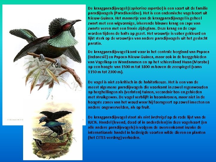 De kraagparadijsvogel (Lophorina superba) is een soort uit de familie paradijsvogels (Paradisaeidae). Het is De kraagparadijsvogel (Lophorina superba) is een soort uit de familie paradijsvogels (Paradisaeidae). Het is