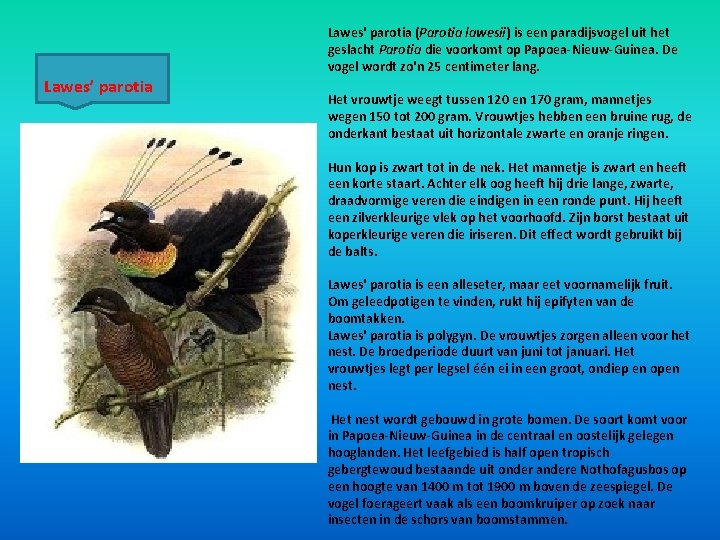 Lawes' parotia (Parotia lawesii) is een paradijsvogel uit het geslacht Parotia die voorkomt op Lawes' parotia (Parotia lawesii) is een paradijsvogel uit het geslacht Parotia die voorkomt op