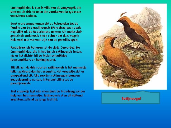 Cnemophilidae is een familie van de zangvogels die bestaat uit drie soorten die voorkomen Cnemophilidae is een familie van de zangvogels die bestaat uit drie soorten die voorkomen