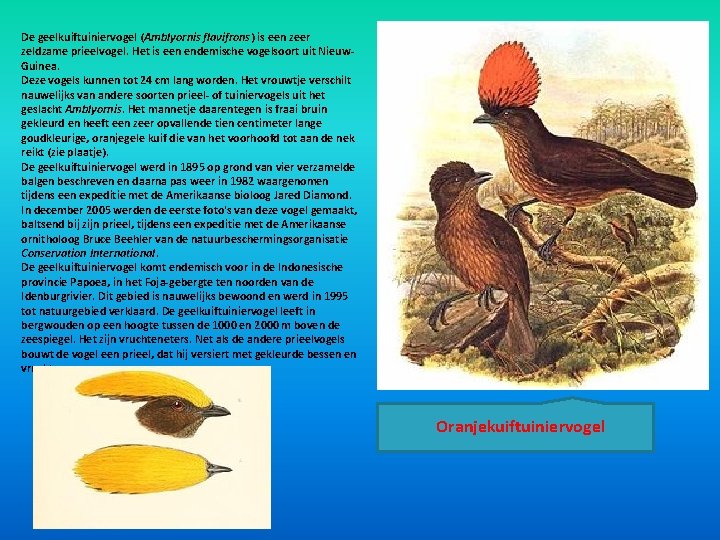 De geelkuiftuiniervogel (Amblyornis flavifrons) is een zeer zeldzame prieelvogel. Het is een endemische vogelsoort De geelkuiftuiniervogel (Amblyornis flavifrons) is een zeer zeldzame prieelvogel. Het is een endemische vogelsoort