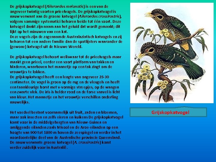 De grijskopkatvogel (Ailuroedus melanotis) is een van de ongeveer twintig soorten prieelvogels. De grijskopkatvogel De grijskopkatvogel (Ailuroedus melanotis) is een van de ongeveer twintig soorten prieelvogels. De grijskopkatvogel