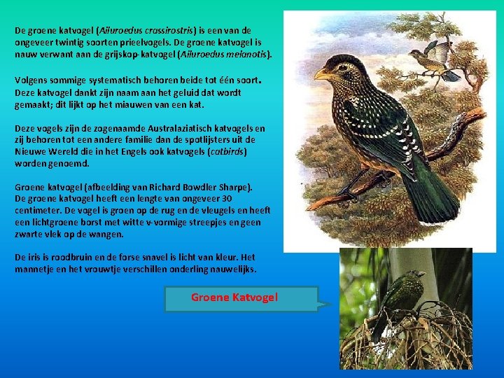 De groene katvogel (Ailuroedus crassirostris) is een van de ongeveer twintig soorten prieelvogels. De De groene katvogel (Ailuroedus crassirostris) is een van de ongeveer twintig soorten prieelvogels. De