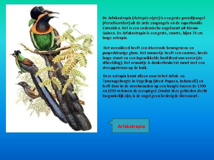 De Arfakastrapia (Astrapia nigra) is een grote paradijsvogel (Paradisaeidae) uit de orde zangvogels en De Arfakastrapia (Astrapia nigra) is een grote paradijsvogel (Paradisaeidae) uit de orde zangvogels en