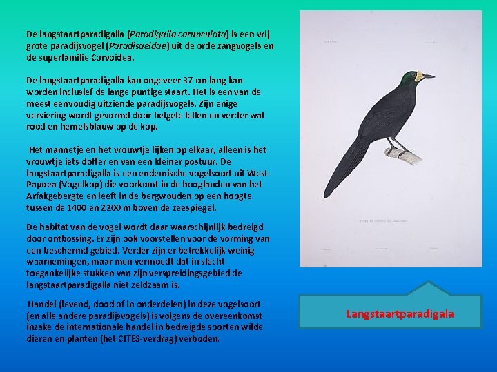 De langstaartparadigalla (Paradigalla carunculata) is een vrij grote paradijsvogel (Paradisaeidae) uit de orde zangvogels De langstaartparadigalla (Paradigalla carunculata) is een vrij grote paradijsvogel (Paradisaeidae) uit de orde zangvogels
