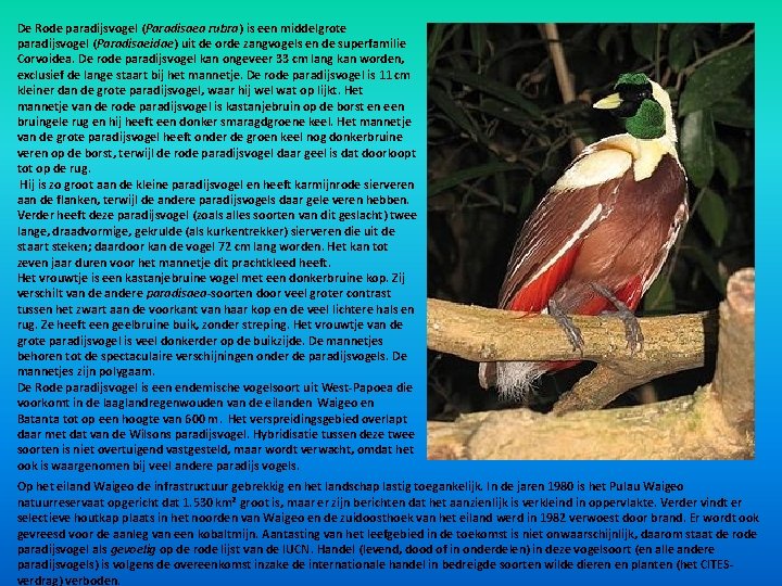 De Rode paradijsvogel (Paradisaea rubra) is een middelgrote paradijsvogel (Paradisaeidae) uit de orde zangvogels De Rode paradijsvogel (Paradisaea rubra) is een middelgrote paradijsvogel (Paradisaeidae) uit de orde zangvogels