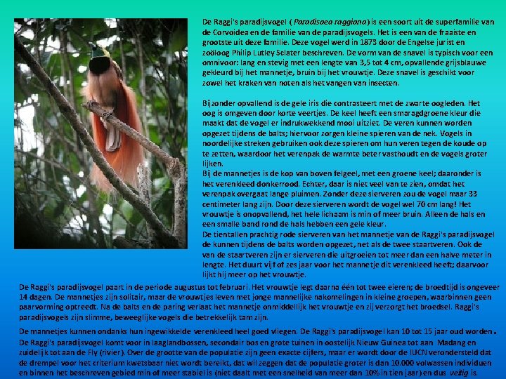 De Raggi's paradijsvogel ( Paradisaea raggiana) is een soort uit de superfamilie van de De Raggi's paradijsvogel ( Paradisaea raggiana) is een soort uit de superfamilie van de