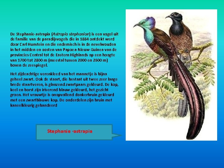 De Stephanie-astrapia (Astrapia stephaniae) is een vogel uit de familie van de paradijsvogels die De Stephanie-astrapia (Astrapia stephaniae) is een vogel uit de familie van de paradijsvogels die
