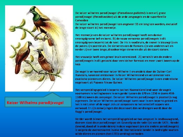 De keizer wilhelms paradijsvogel (Paradisaea guilielmi) is een vrij grote paradijsvogel (Paradisaeidae) uit de De keizer wilhelms paradijsvogel (Paradisaea guilielmi) is een vrij grote paradijsvogel (Paradisaeidae) uit de