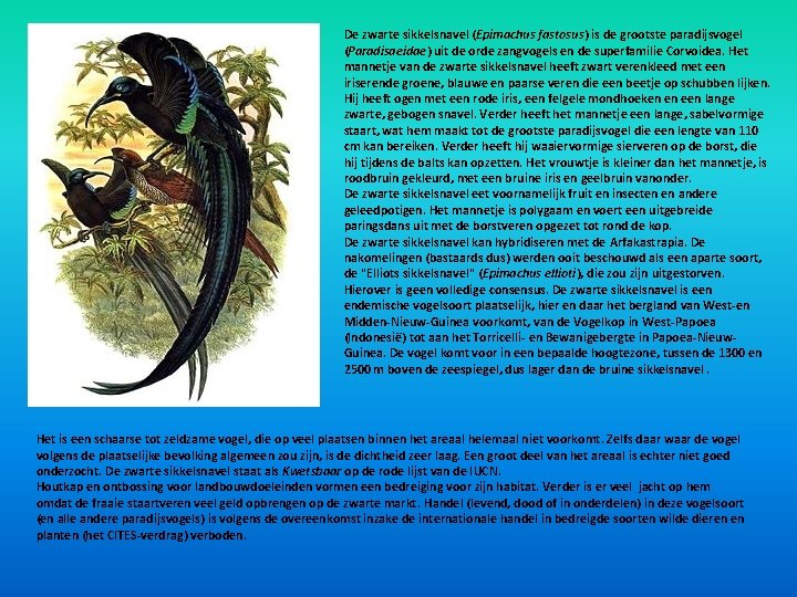 De zwarte sikkelsnavel (Epimachus fastosus) is de grootste paradijsvogel (Paradisaeidae) uit de orde zangvogels De zwarte sikkelsnavel (Epimachus fastosus) is de grootste paradijsvogel (Paradisaeidae) uit de orde zangvogels