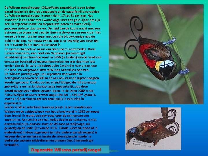 De Wilsons paradijsvogel (Diphyllodes respublica) is een kleine paradijsvogel uit de orde zangvogels en De Wilsons paradijsvogel (Diphyllodes respublica) is een kleine paradijsvogel uit de orde zangvogels en