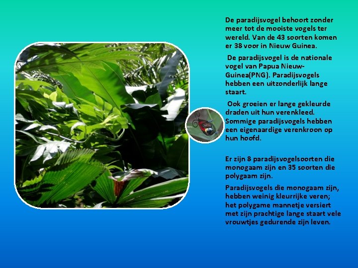 De paradijsvogel behoort zonder meer tot de mooiste vogels ter wereld. Van de 43 De paradijsvogel behoort zonder meer tot de mooiste vogels ter wereld. Van de 43