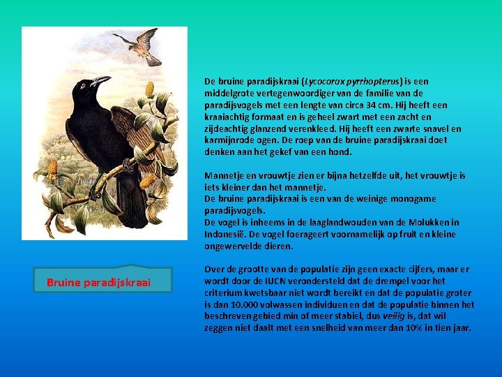 De bruine paradijskraai (Lycocorax pyrrhopterus) is een middelgrote vertegenwoordiger van de familie van de De bruine paradijskraai (Lycocorax pyrrhopterus) is een middelgrote vertegenwoordiger van de familie van de