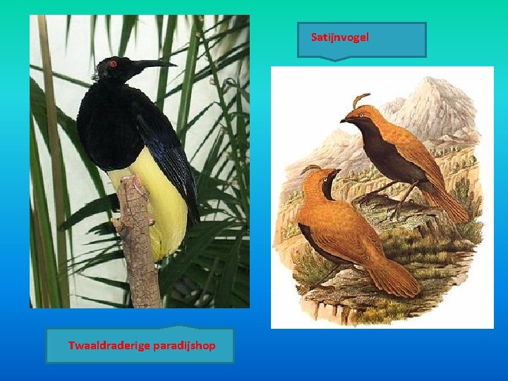 Satijnvogel Twaaldraderige paradijshop Satijnvogel Twaaldraderige paradijshop