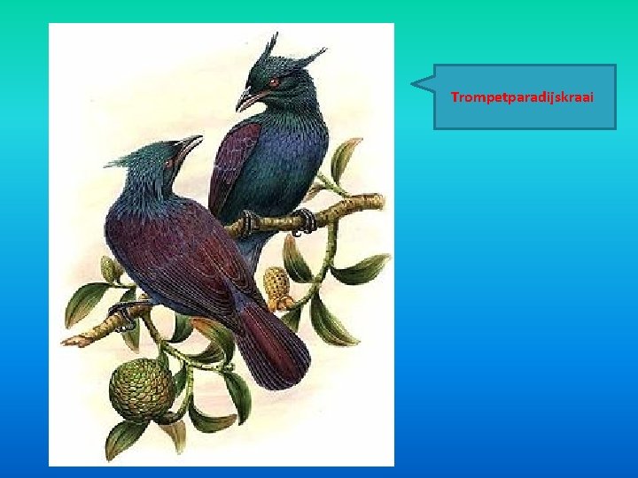 Trompetparadijskraai Trompetparadijskraai