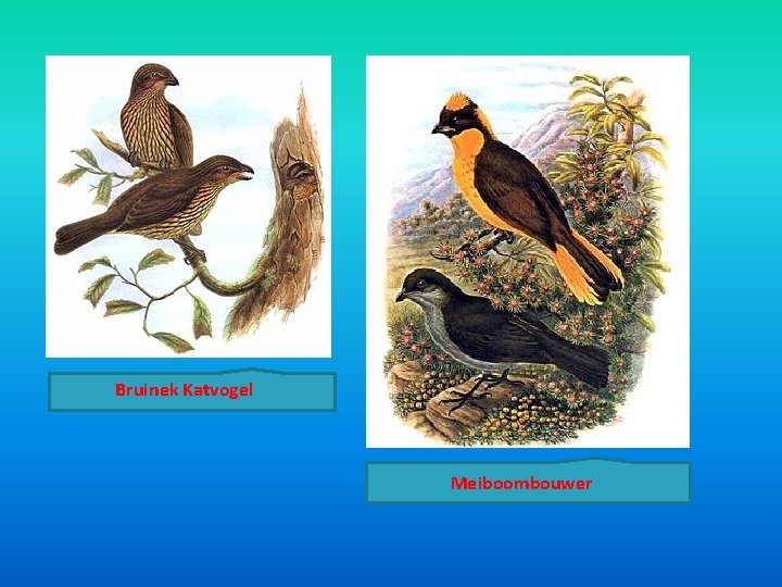 Bruinek Katvogel Meiboombouwer Bruinek Katvogel Meiboombouwer