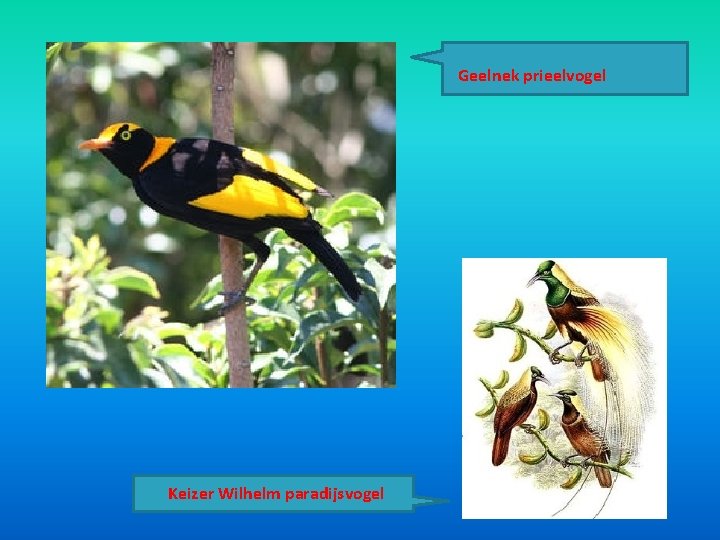 Geelnek prieelvogel Keizer Wilhelm paradijsvogel Geelnek prieelvogel Keizer Wilhelm paradijsvogel