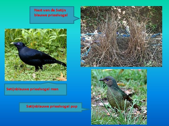 Nest van de Satijn blauwe prieelvogel Satijnblauwe prieelvogel man Satijnblauwe prieelvogel pop Nest van de Satijn blauwe prieelvogel Satijnblauwe prieelvogel man Satijnblauwe prieelvogel pop