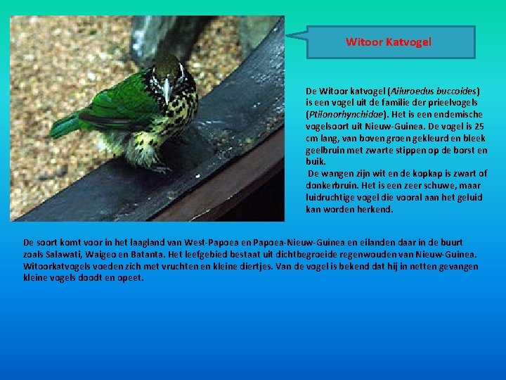 Witoor Katvogel De Witoor katvogel (Ailuroedus buccoides) is een vogel uit de familie der Witoor Katvogel De Witoor katvogel (Ailuroedus buccoides) is een vogel uit de familie der