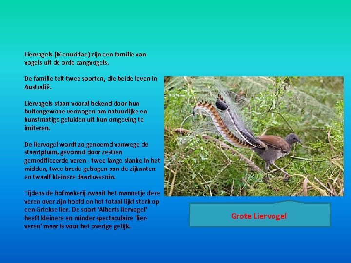 Liervogels (Menuridae) zijn een familie van vogels uit de orde zangvogels. De familie telt Liervogels (Menuridae) zijn een familie van vogels uit de orde zangvogels. De familie telt