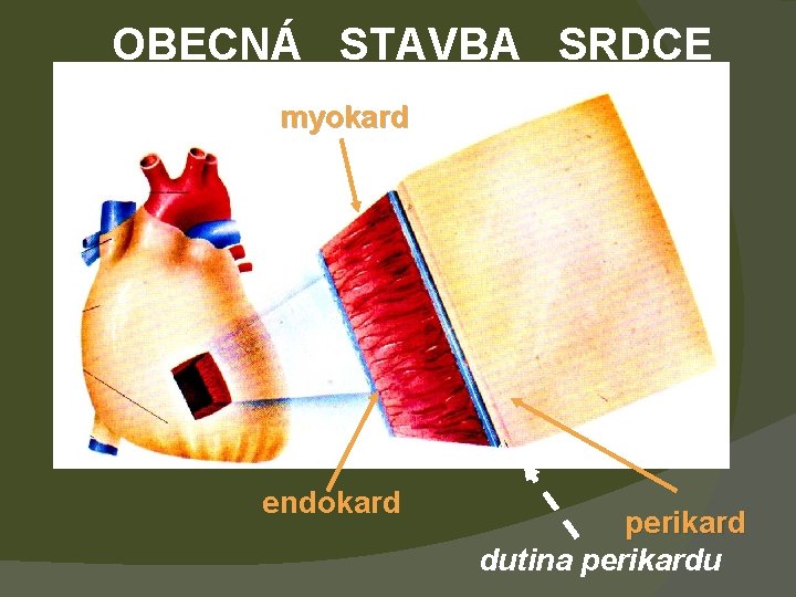 OBECNÁ STAVBA SRDCE myokard endokard perikard dutina perikardu 