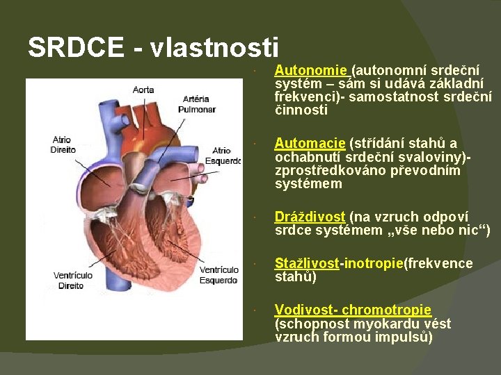 SRDCE - vlastnosti Autonomie (autonomní srdeční systém – sám si udává základní frekvenci)- samostatnost