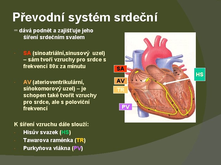 Převodní systém srdeční = dává podnět a zajišťuje jeho šíření srdečním svalem SA (sinoatriální,
