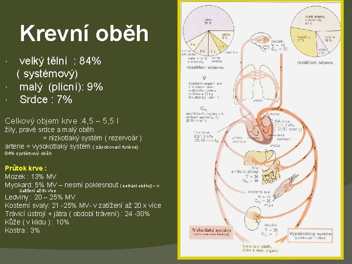 Krevní oběh velký tělní : 84% ( systémový) malý (plícní): 9% Srdce : 7%